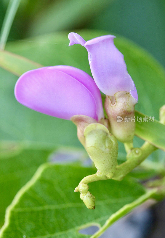 本地粉豌豆花