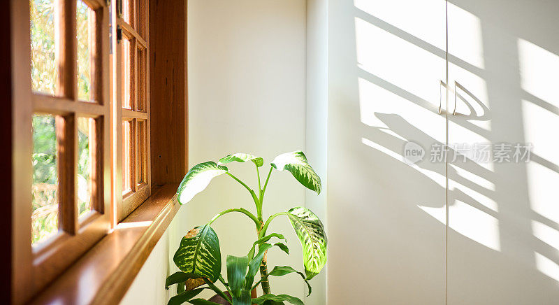 植物坐在家里阳光充足的窗户旁