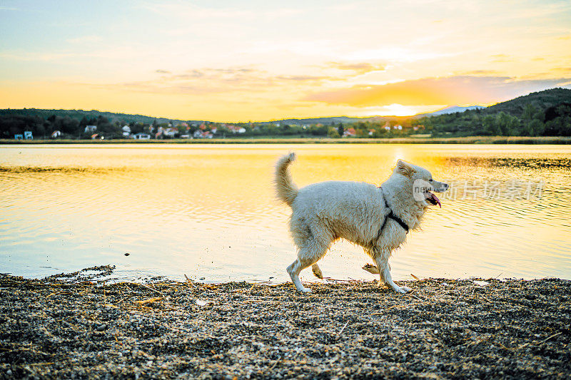 美丽的萨摩耶狗在湖边散步