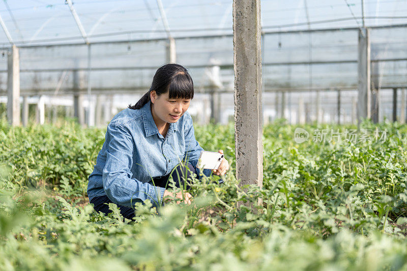 一位女农民在西瓜种植温室里用手机工作