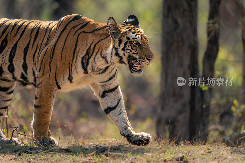 孟加拉虎在树林里行走的特写