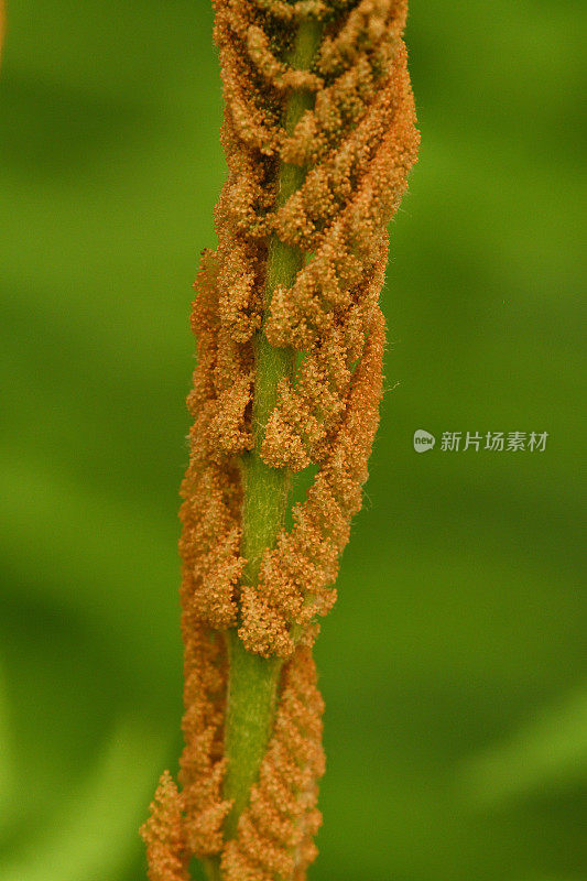 桂蕨垂直研究