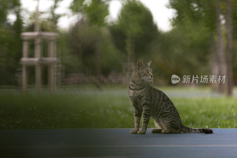 一只虎斑流浪猫坐在地上。