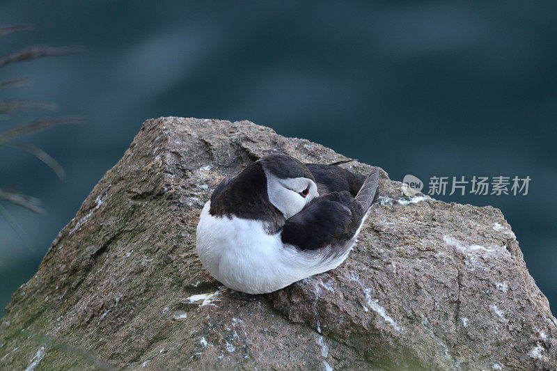 海雀在岩石上