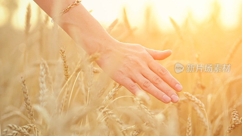 农妇的手抚摸着田间成熟的麦秆