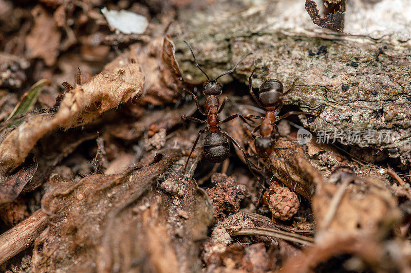 木蚁在森林中极近距离的拍摄
