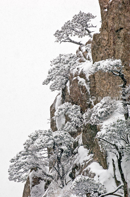 黄山松、黄山松、黄山松、黄山松、黄山松、黄山冬雪。中国安徽。松科。