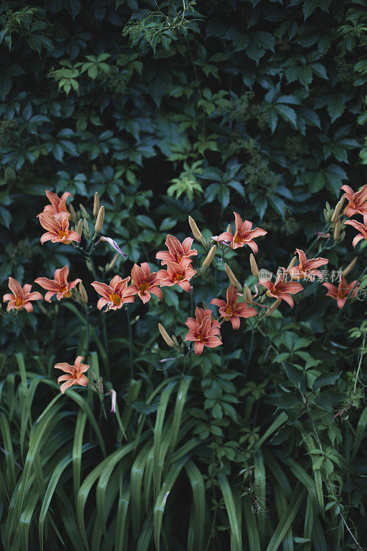 黄花菜花