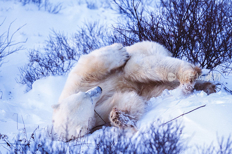 一只野生北极熊在雪滩上玩耍