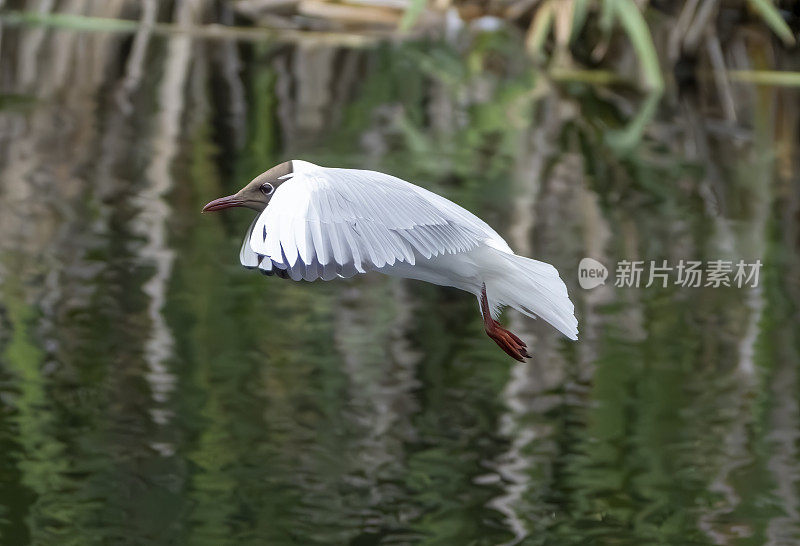 黑头鸥飞过高斯福斯公园自然保护区的湖面