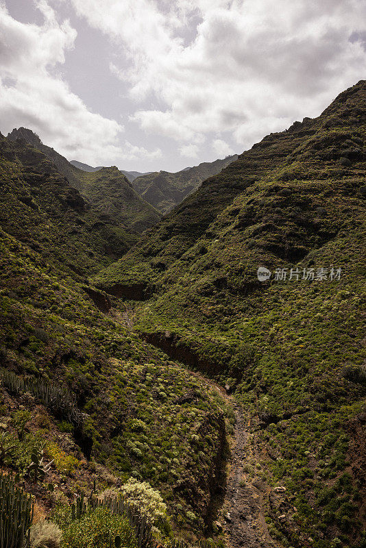 加那利群岛特内里费岛的海岸生态系统