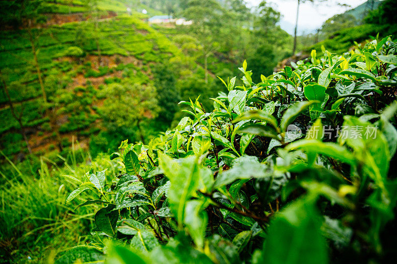 茶园中略带黄色的绿茶树。