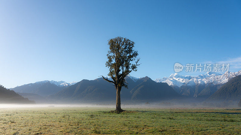 Kahikatea树和南阿尔卑斯山