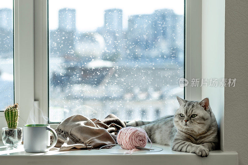 灰猫舒舒服服地倚在窗台旁的热茶上，编织着冬日寒冷的窗外时光