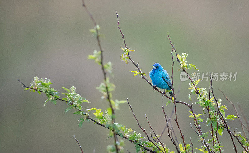 晨光中，靛蓝猎鸟栖息在黑莓藤上。
