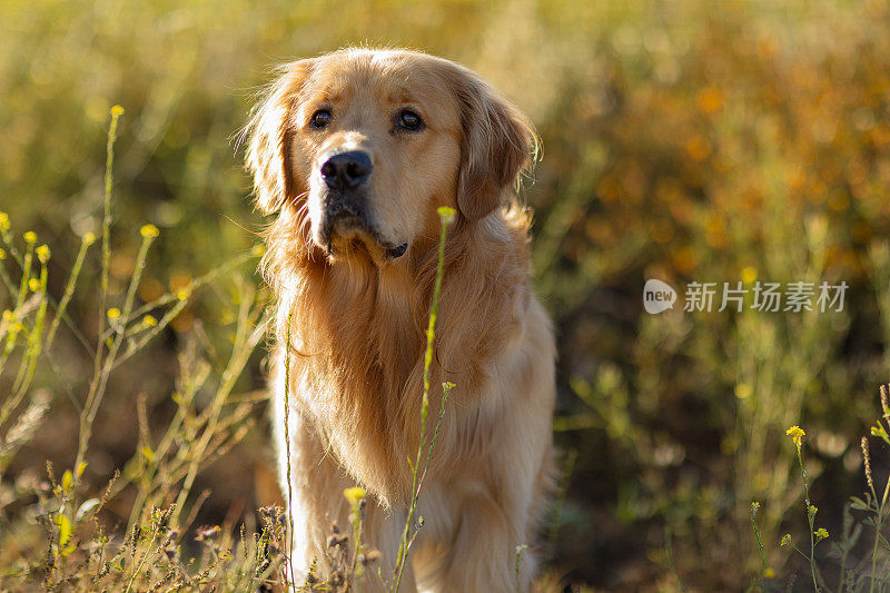 在温暖的午后阳光下，金毛猎犬在草地上散步的肖像。