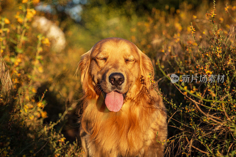 在温暖的午后阳光下，金毛猎犬在草地上散步的肖像。