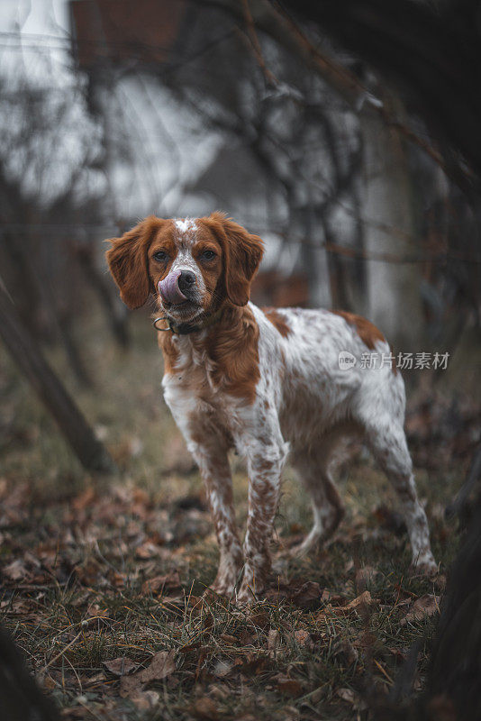 布列塔尼猎犬在树林里