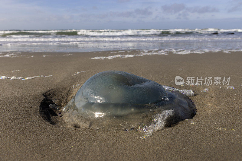 被冲上海滩的蓝色水母