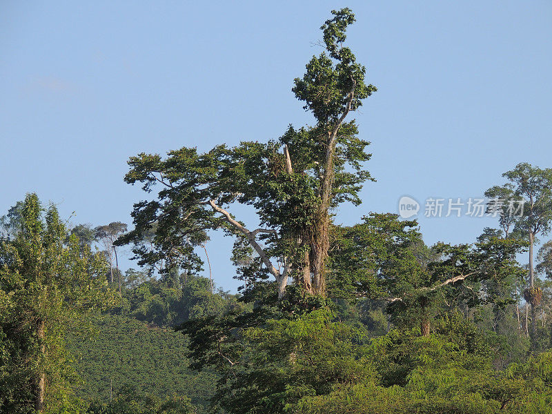 凤梨属原生树种，其自然栖息地在大西洋森林中