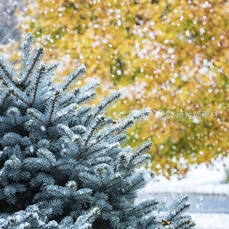 暴风雪中的常绿植物特写