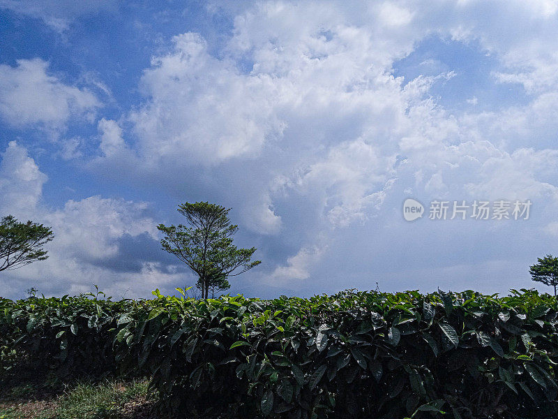 茶园的背景和清澈的蓝天