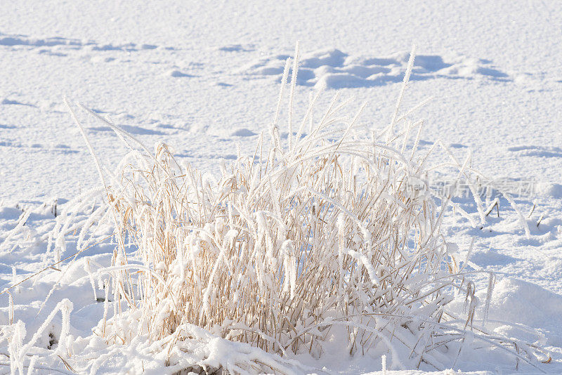 冬天结冰的池塘或被雪覆盖的小湖