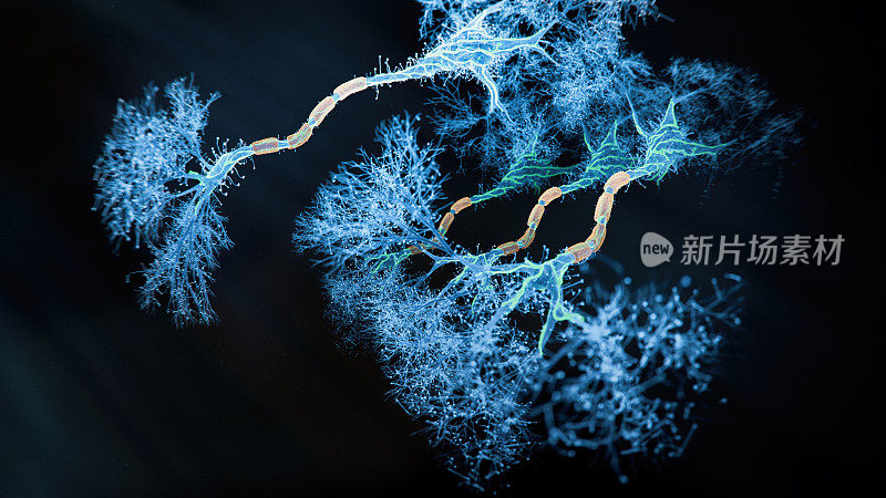 的神经元