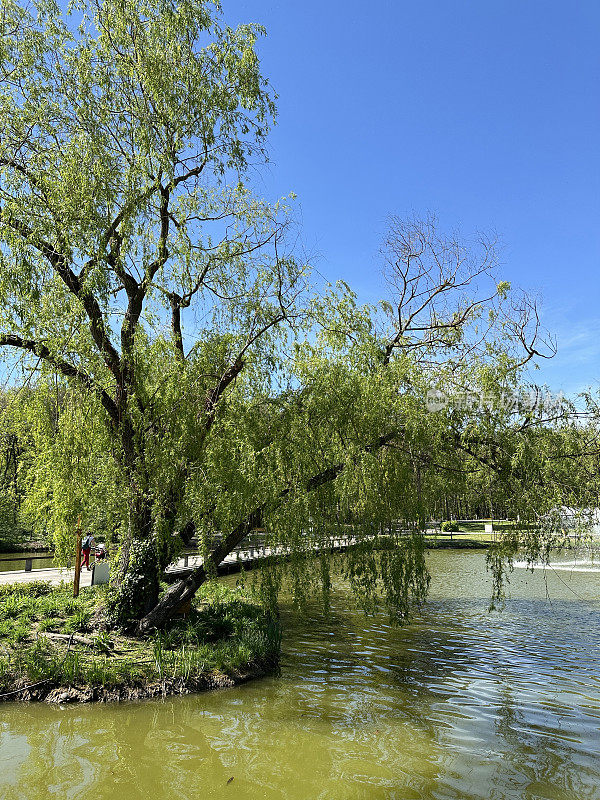 匈牙利德布勒森市的池塘和树木