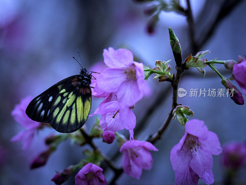 蝴蝶和盛开的樱花