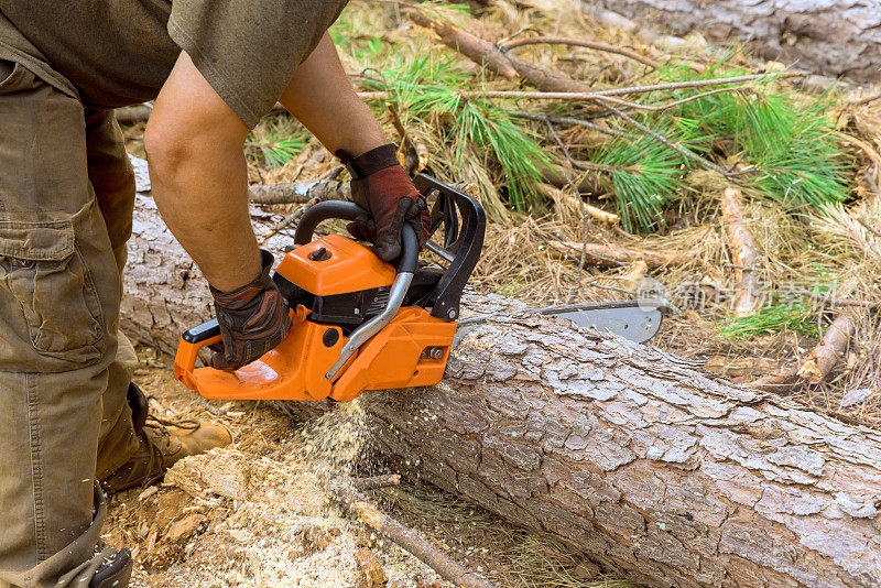 使用链锯专业伐木工人，伐木工人在秋季森林清理期间砍伐树木