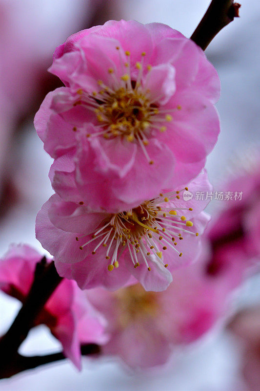 东京，日本公园里盛开的梅花