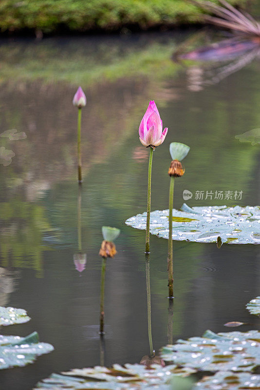 花和种头