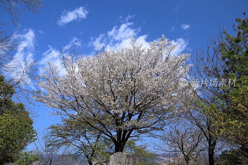 山顶上盛开的一山樱花(高知县高知市)