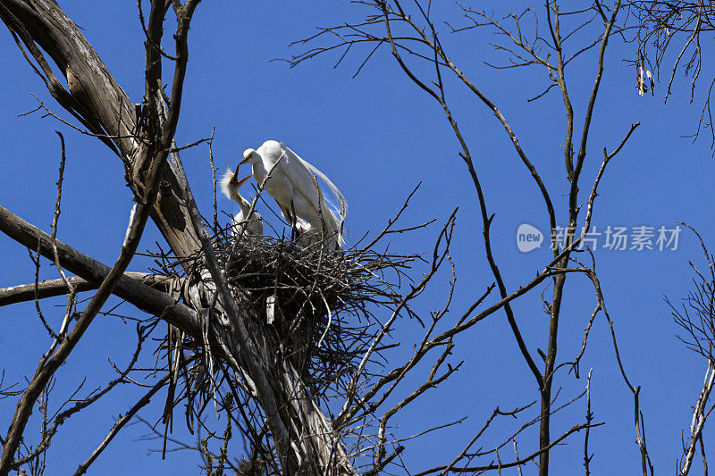 大白鹭家族在埃尔克霍恩沼泽的树顶巢