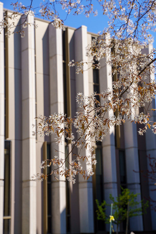 开花的大学校园