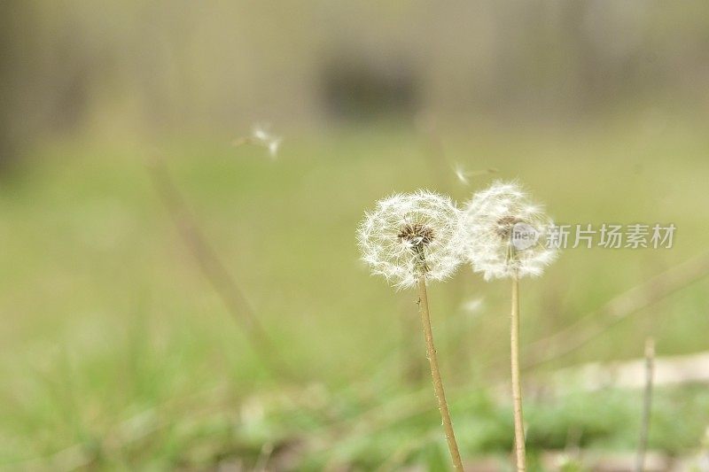 蒲公英在春天随风撒播种子