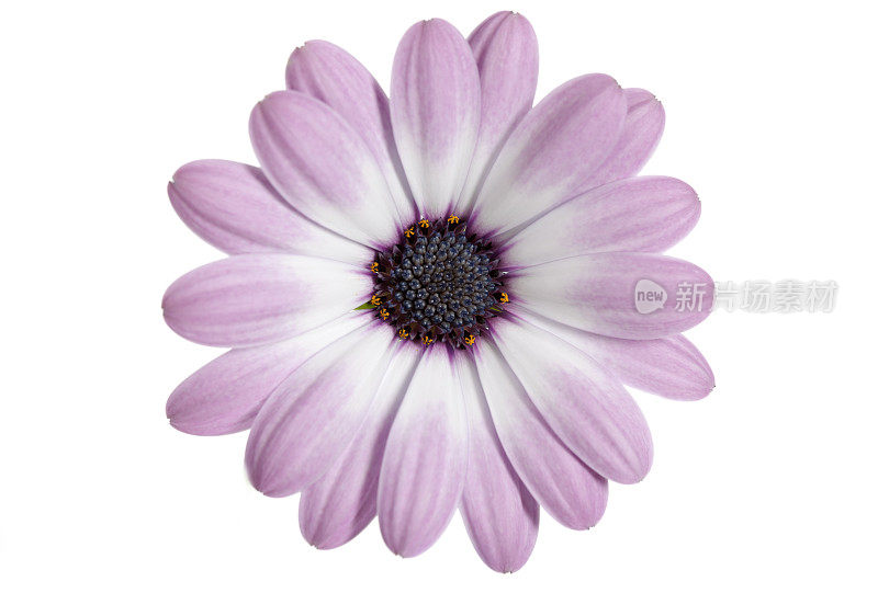 黛西角(Osteospermum)