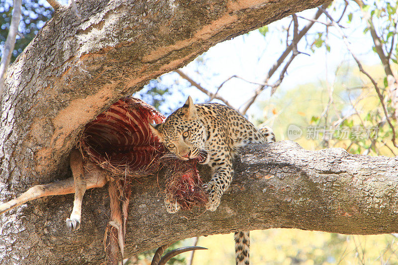 豹在吃一只雄性黑斑羚，莫雷米，奥卡万戈三角洲，博茨瓦纳