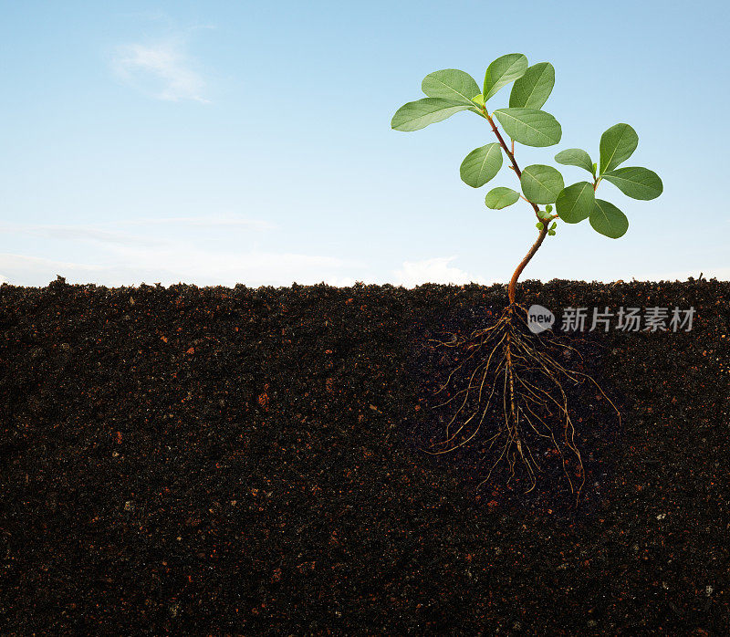 土壤中生长的植物的根