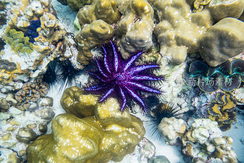棘冠海星，棘刺海星，石珊瑚紫黑色