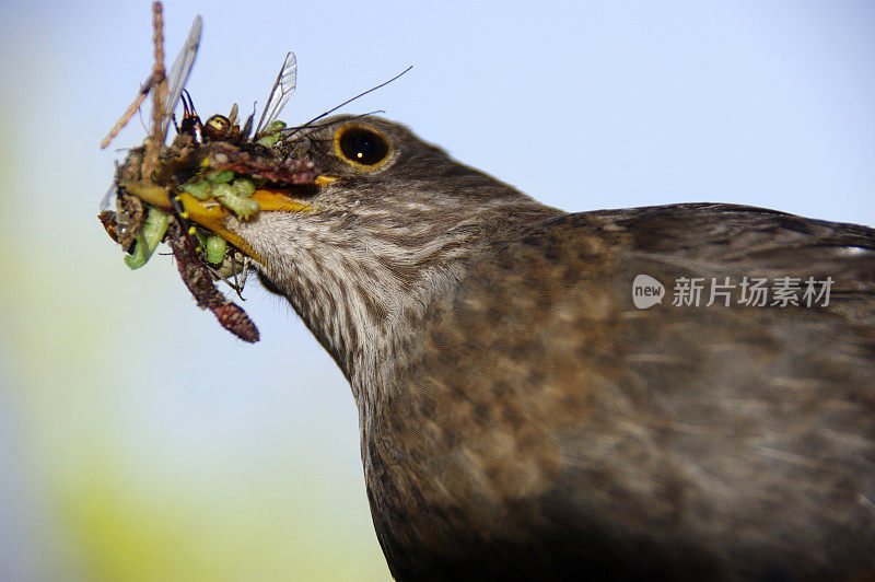 黑鸟提供食物