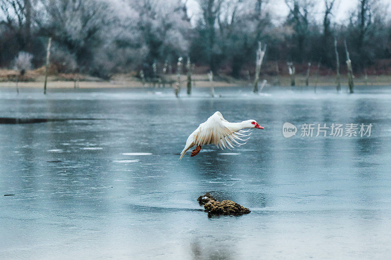 在冰冻多瑙河上飞行的白鸭子