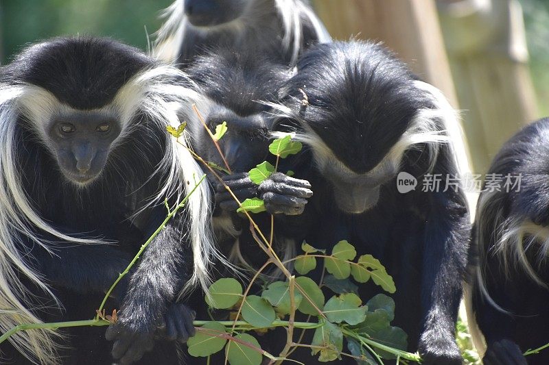 黑白疣猴吃