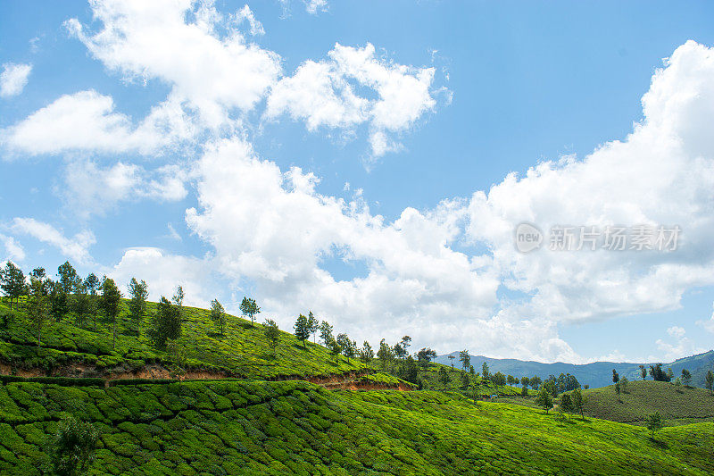 山上的茶园-穆纳尔喀拉拉邦