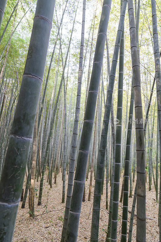 竹林