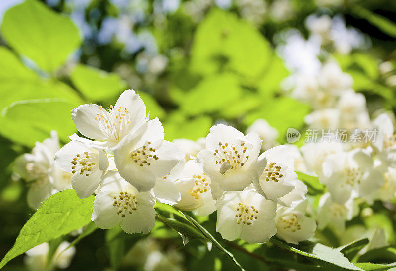 茉莉花