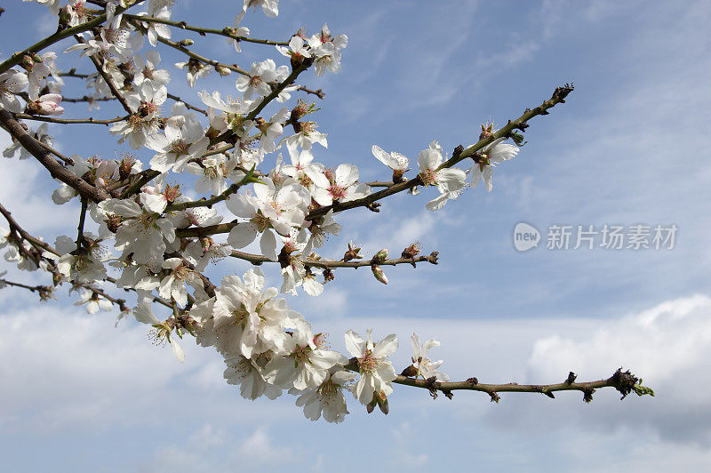 蓝天映衬着梅花