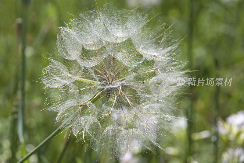 蒲公英植物特写