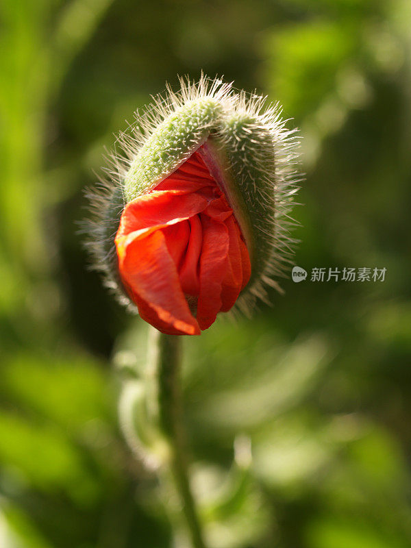 早上好!东方红罂粟花蕾即将开放